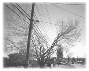 Vegetation management measures aren’t always pretty, but are neccessary for reliable electric service.